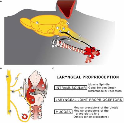 A review of the peripheral proprioceptive apparatus in the larynx